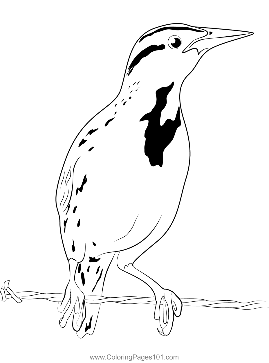 Meadowlark Young Bird Coloring Page For Kids Free New World 