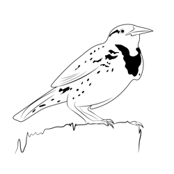 Meadowlark Free Coloring Page for Kids
