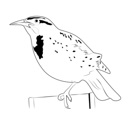 One Leg Meadowlark Bird Free Coloring Page for Kids