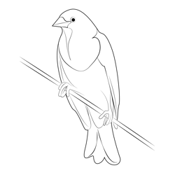 Orange Headed Blackbird Free Coloring Page for Kids