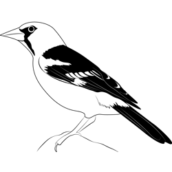 Oriole Black Free Coloring Page for Kids