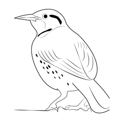 Pretty Western Meadowlark Free Coloring Page for Kids