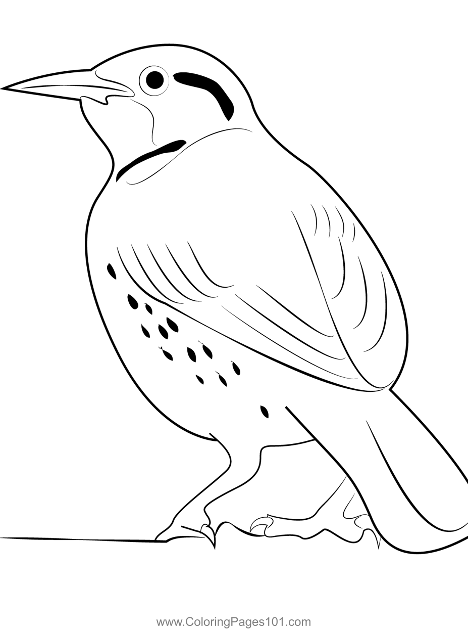 Pretty Western Meadowlark Coloring Page for Kids - Free New World