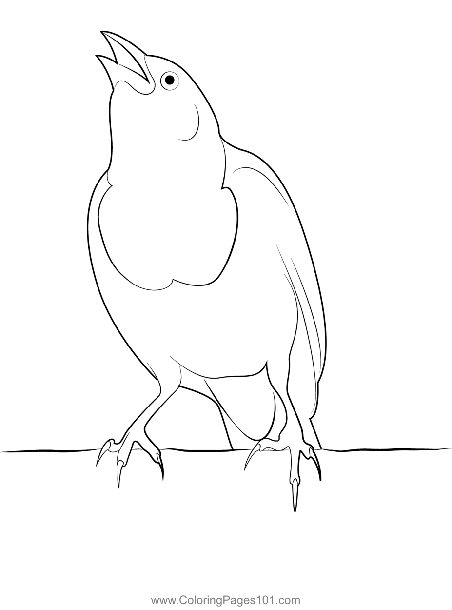 Singing Black Bird Coloring Page for Kids - Free New World Blackbirds