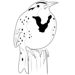 Sitting Meadowlark Free Coloring Page for Kids