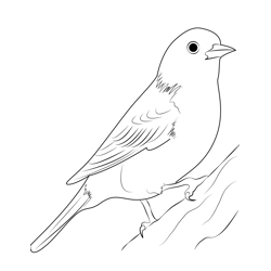 Baltimore Oriole Free Coloring Page for Kids