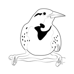 Songbird Western Meadowlark Free Coloring Page for Kids