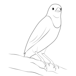 Stand On Top Blackbird Free Coloring Page for Kids
