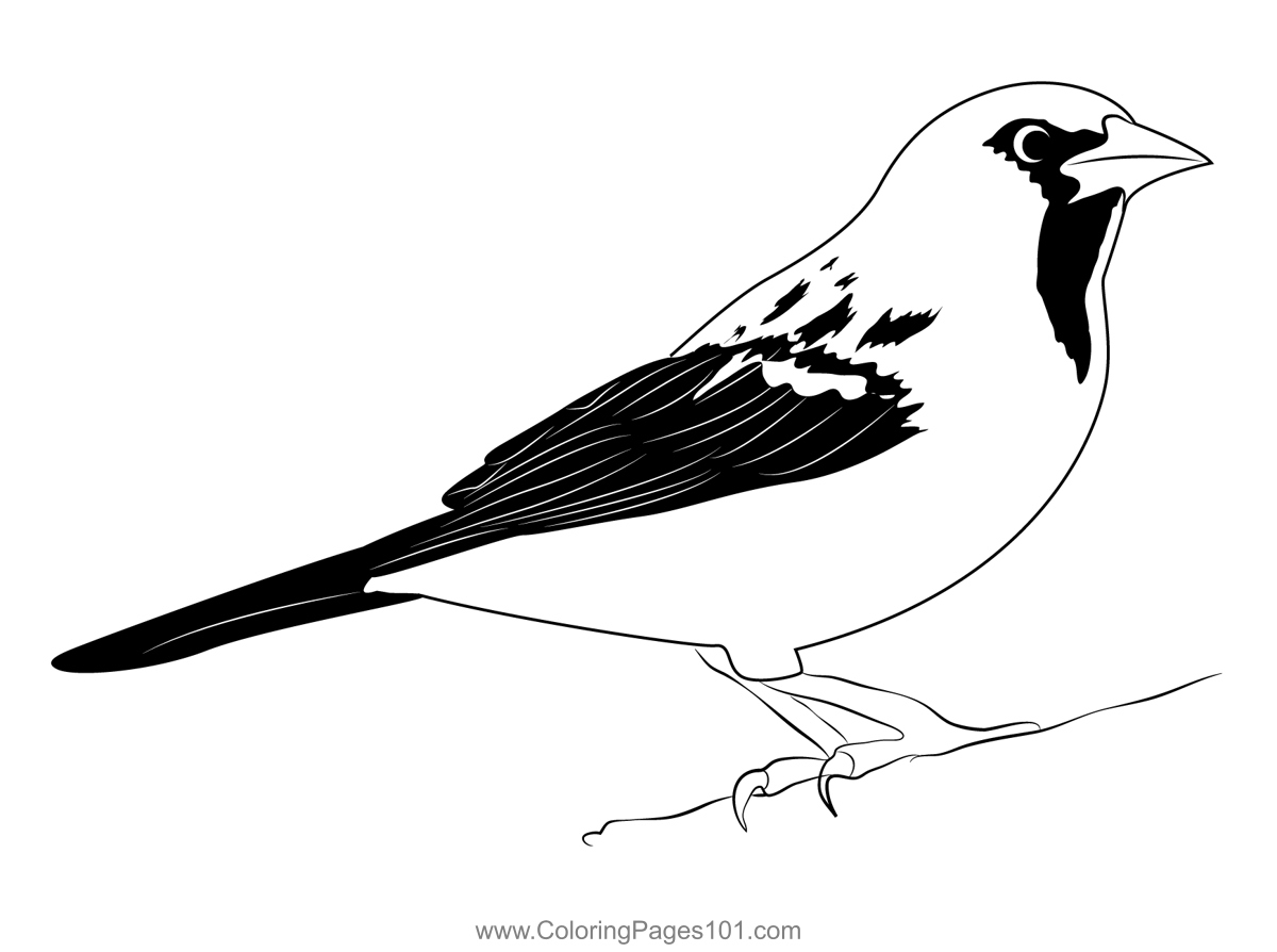 Streak Backed Oriole Adult Female Coloring Page for Kids - Free New ...