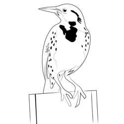 The Adult Male Meadowlark Free Coloring Page for Kids