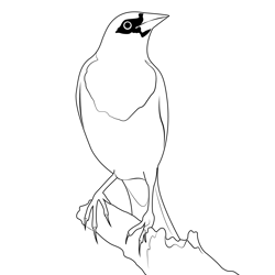 The Yellow Headed Blackbird Free Coloring Page for Kids