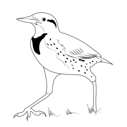 Walking Meadowlark Free Coloring Page for Kids