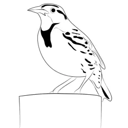 Western Meadowlark 1 Free Coloring Page for Kids