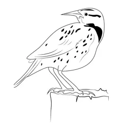 Western Meadowlark 2 Free Coloring Page for Kids