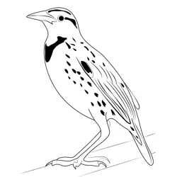 Western Meadowlark 3 Free Coloring Page for Kids