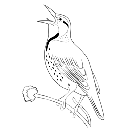 Western Meadowlark 4 Free Coloring Page for Kids