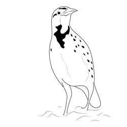 Western Meadowlark 5 Free Coloring Page for Kids