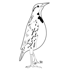 Western Meadowlark 6 Free Coloring Page for Kids