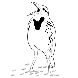Western Meadowlark 7 Free Coloring Page for Kids
