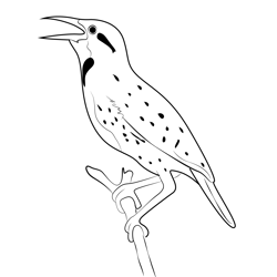 Western Meadowlark 8 Free Coloring Page for Kids