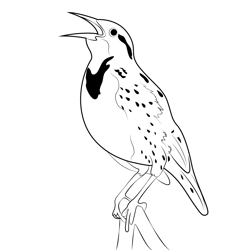 Western Meadowlark 9 Free Coloring Page for Kids
