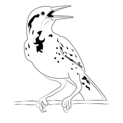 Western Meadowlark Free Coloring Page for Kids