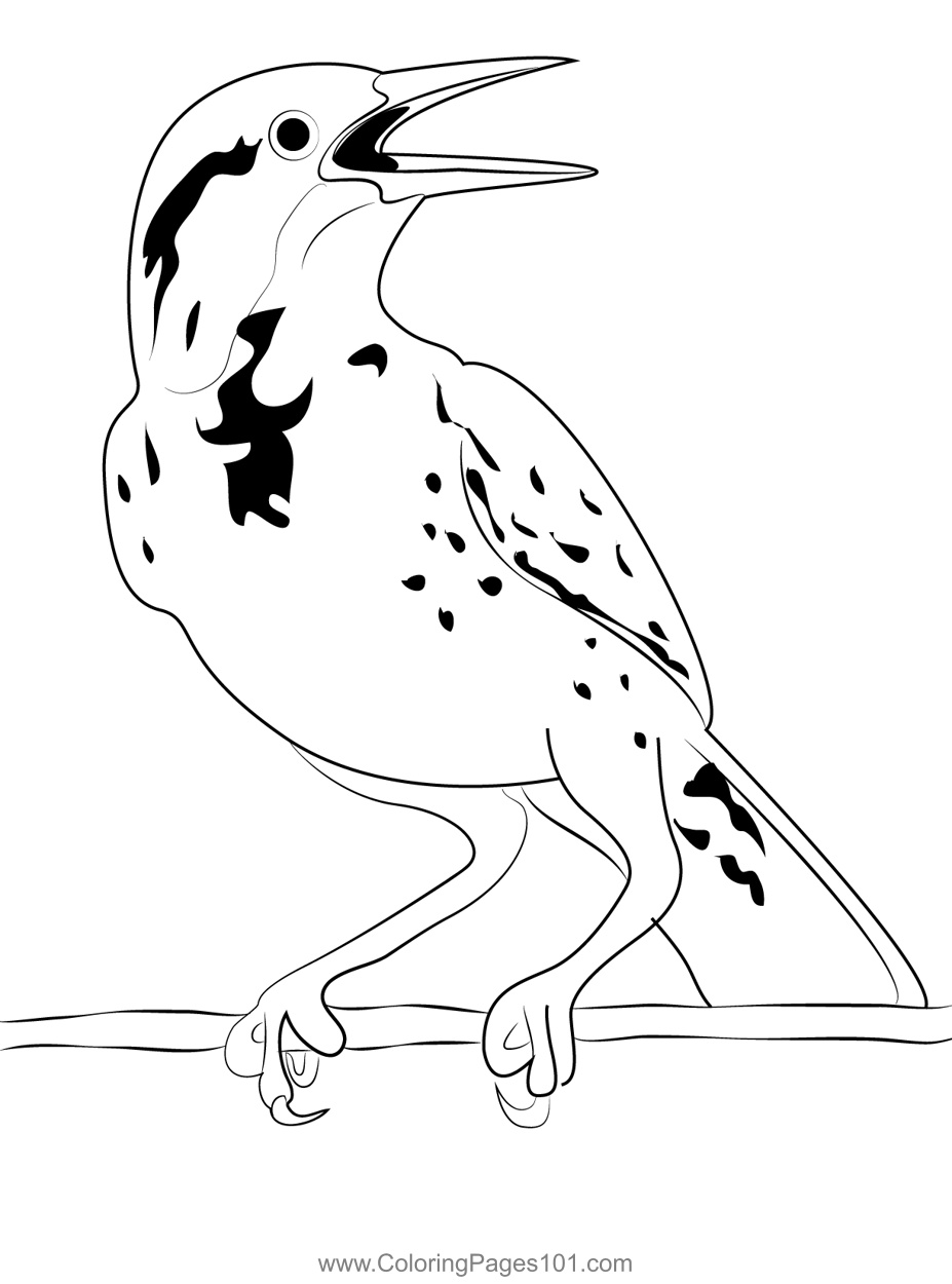 Western Meadowlark Coloring Page for Kids - Free New World Blackbirds