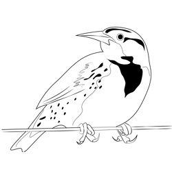 Western Meadowlark State Bird Free Coloring Page for Kids