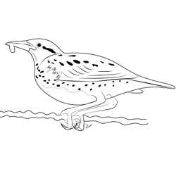 Western Meadowlark With Food Free Coloring Page for Kids