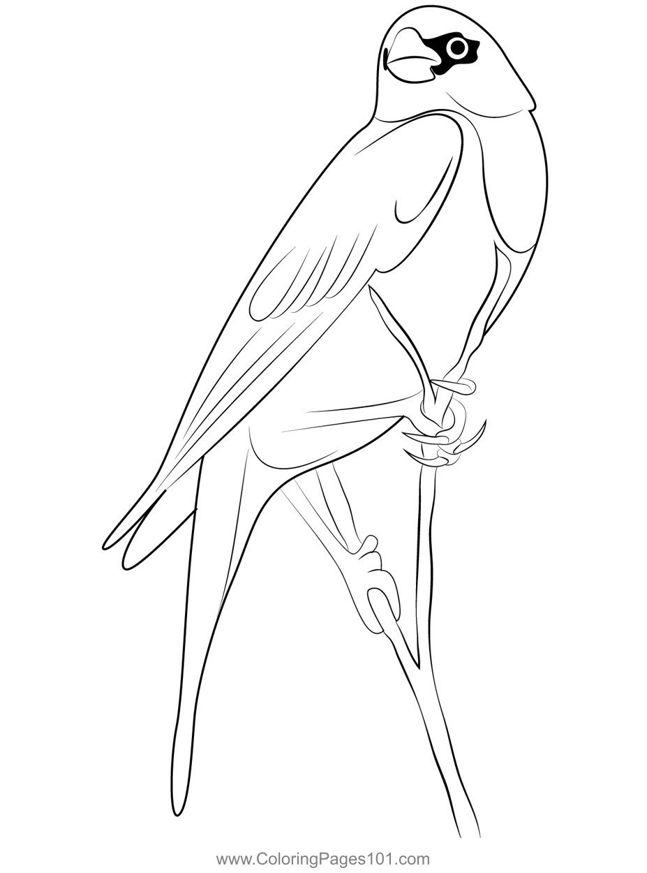 Yellow Headed Blackbird Coloring Page for Kids - Free New World ...