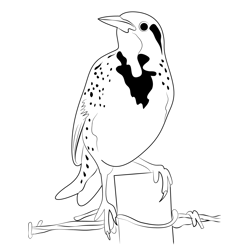 Yellow Western Meadowlark Bird Free Coloring Page for Kids
