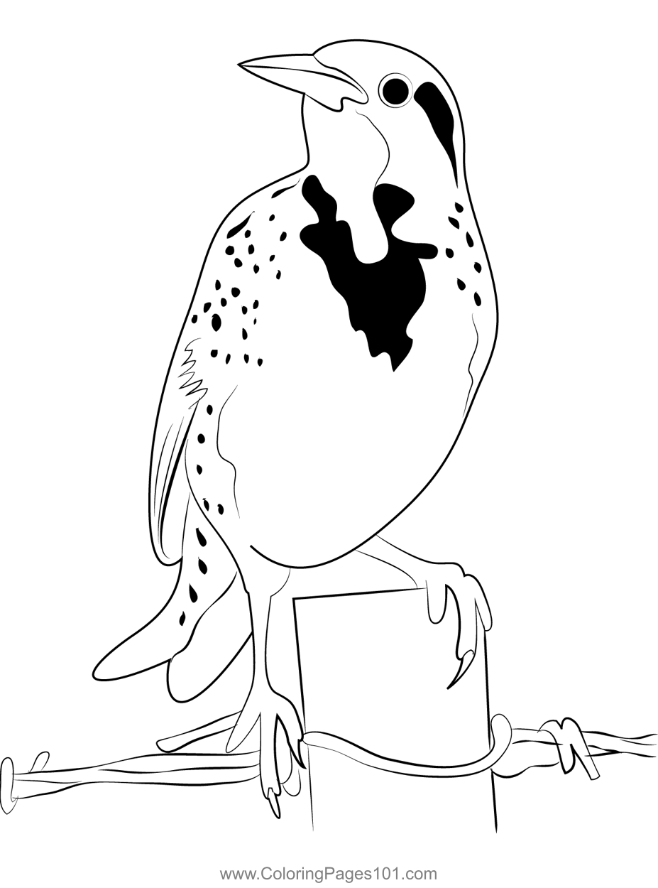 Yellow Western Meadowlark Bird