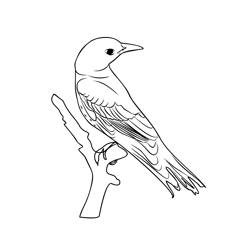 Golden Oriole 1 Free Coloring Page for Kids