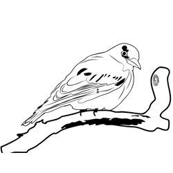 Golden Oriole 2 Free Coloring Page for Kids