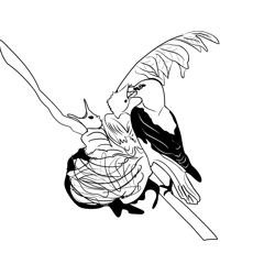 Golden Oriole 3 Free Coloring Page for Kids