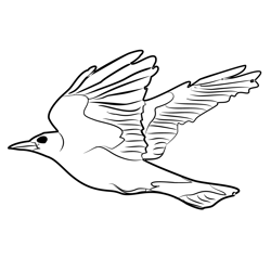 Golden Oriole 4 Free Coloring Page for Kids