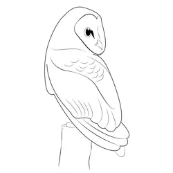 Autumn Barn Owl Free Coloring Page for Kids