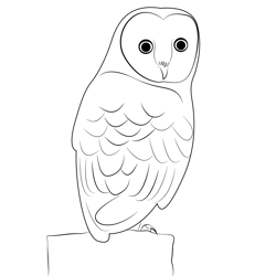 Barn Owl Bird Free Coloring Page for Kids