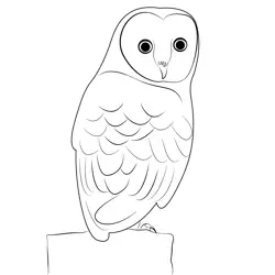 Barn Owl Bird Free Coloring Page for Kids