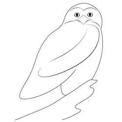 Barred Owl Free Coloring Page for Kids