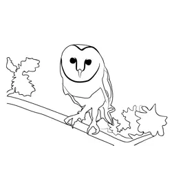 Birds barn Owl 2 Free Coloring Page for Kids