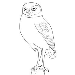 Burrowing Owl 1 Free Coloring Page for Kids