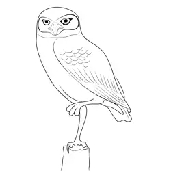 Burrowing Owl 2 Free Coloring Page for Kids