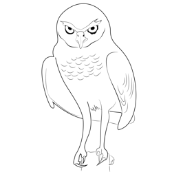 Burrowing Owl Free Coloring Page for Kids
