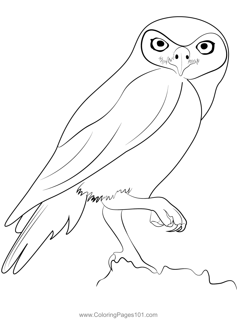 Little Owl 1