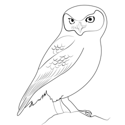 Little Owl Free Coloring Page for Kids