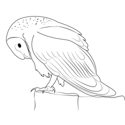 Owl 1 Free Coloring Page for Kids