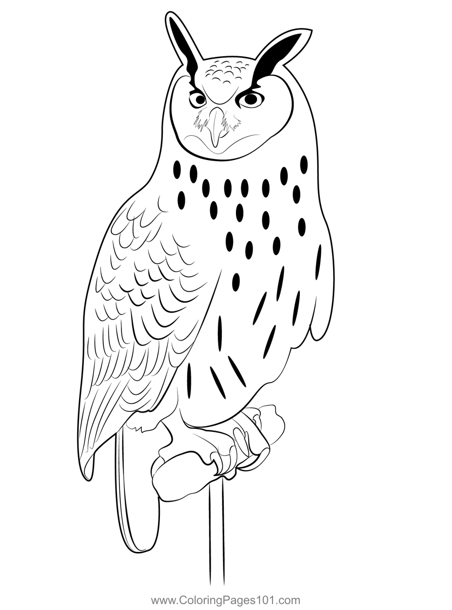 Owl 4