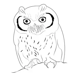 Owl Bird Picture Free Coloring Page for Kids