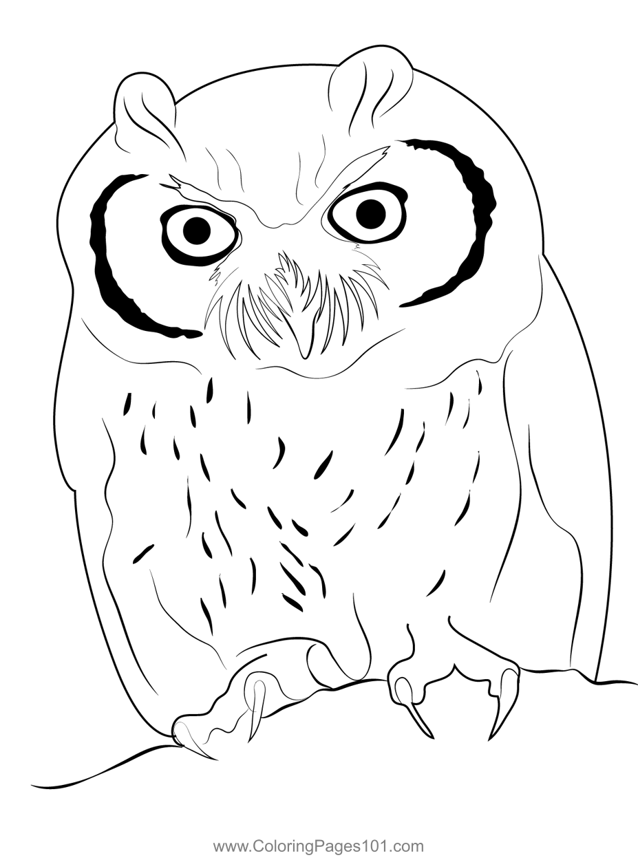 Owl Bird Picture
